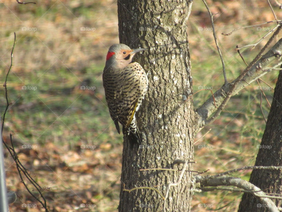 Flicker on a tree