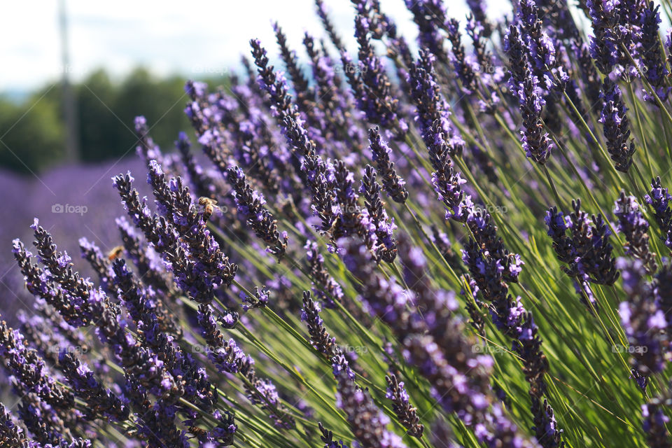 Lavender at a Lavender Farm in Sequim, Washington