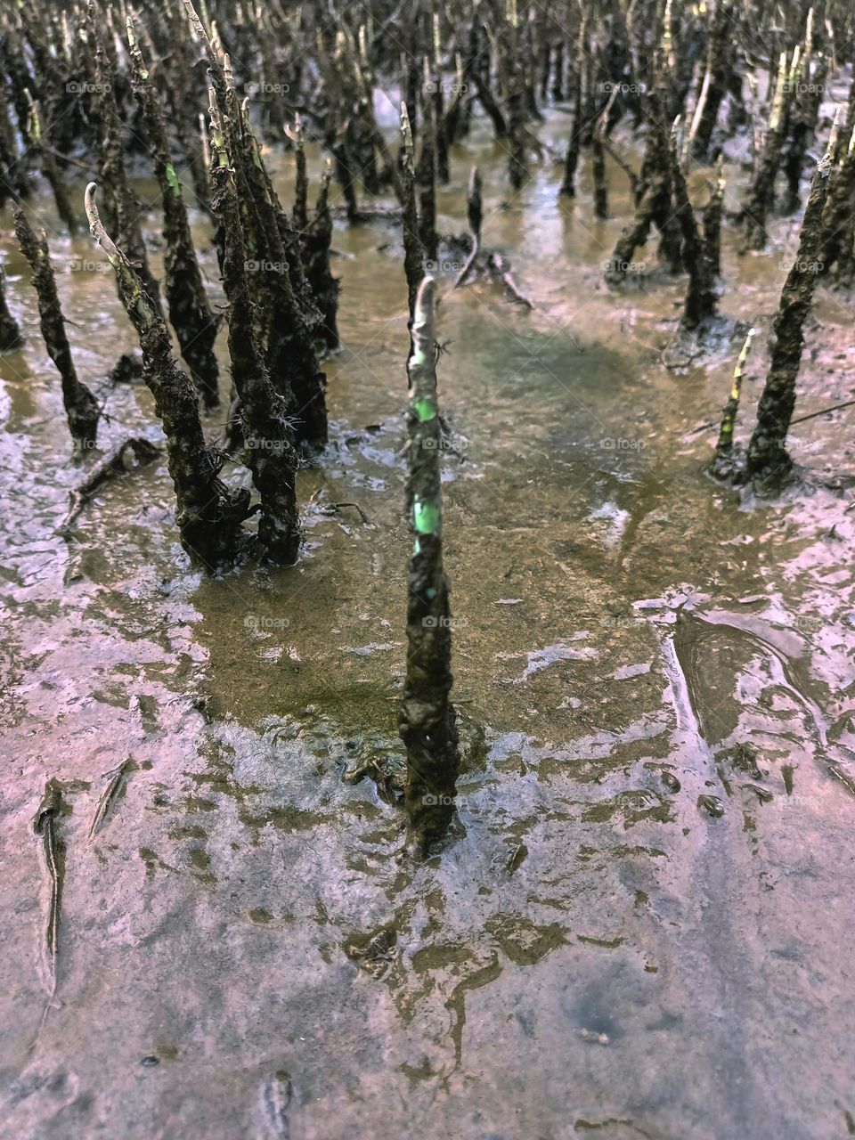 Tropical mangrove forest tree roots, 
pneumatophores or aerial roots of plants in water logged habitat on low tide beach, North Sumatra, Indonesia