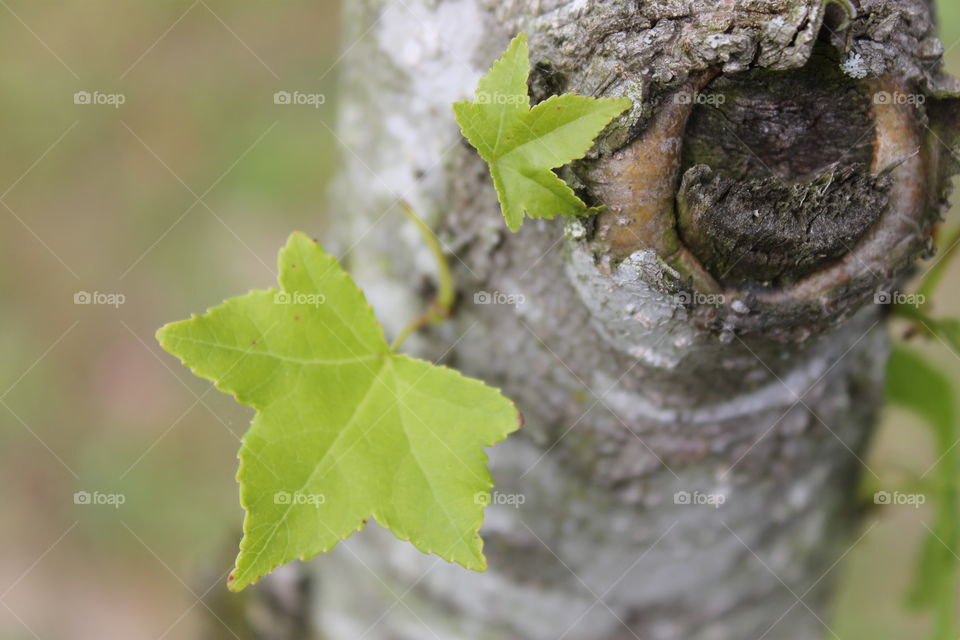 Tree Leaf