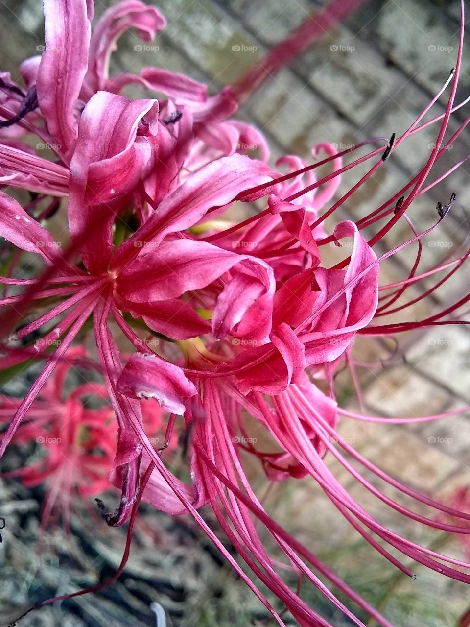 lustrous pink flower