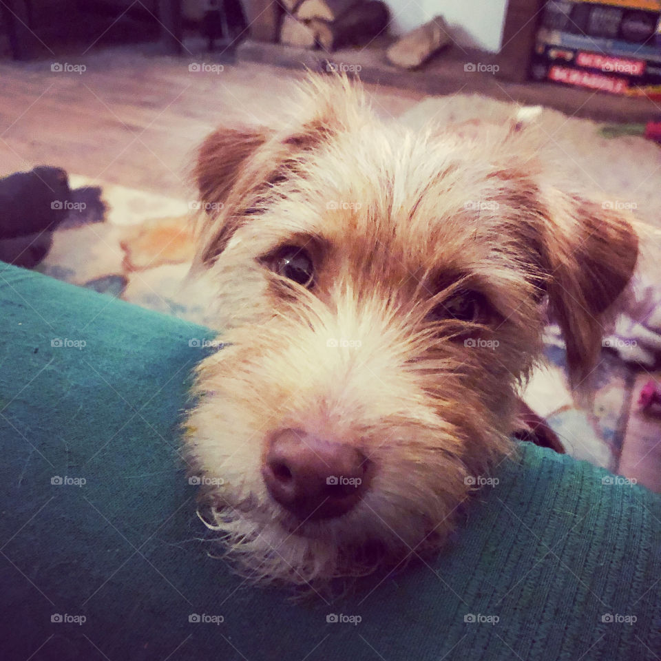 The look - this is the look this pup gives when she wants something 