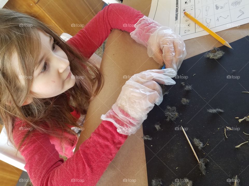 young girl dissecting an owl pellet