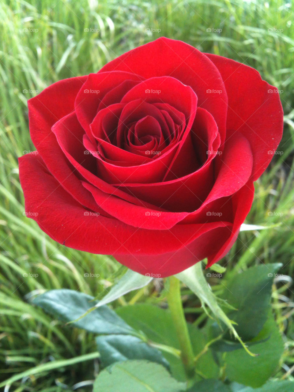 garden flower red rose by dawax