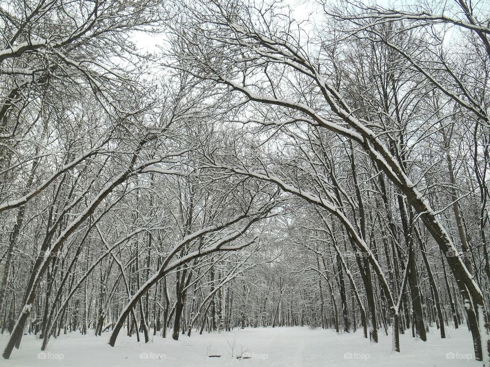 Winter, Snow, Frost, Wood, Tree