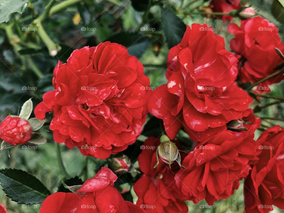 closeup of beauty red roses