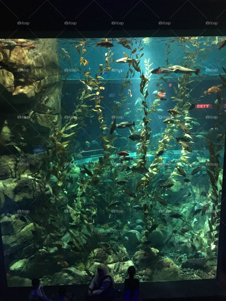 Rippley's Aquarium 