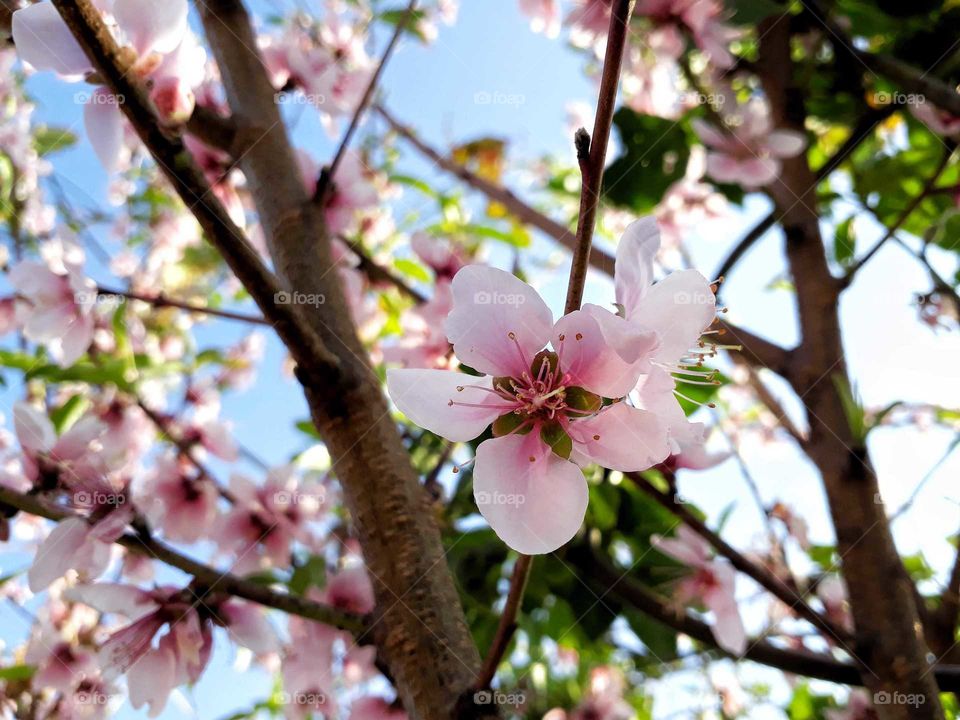 Lovely spring time brings lovely peach blossom