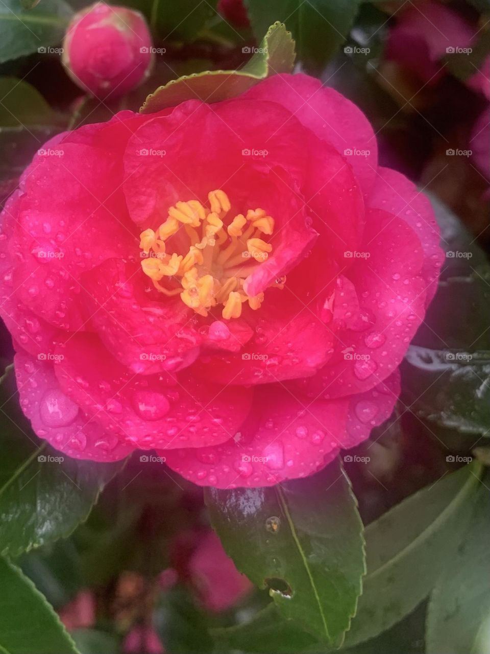 Camellia burst