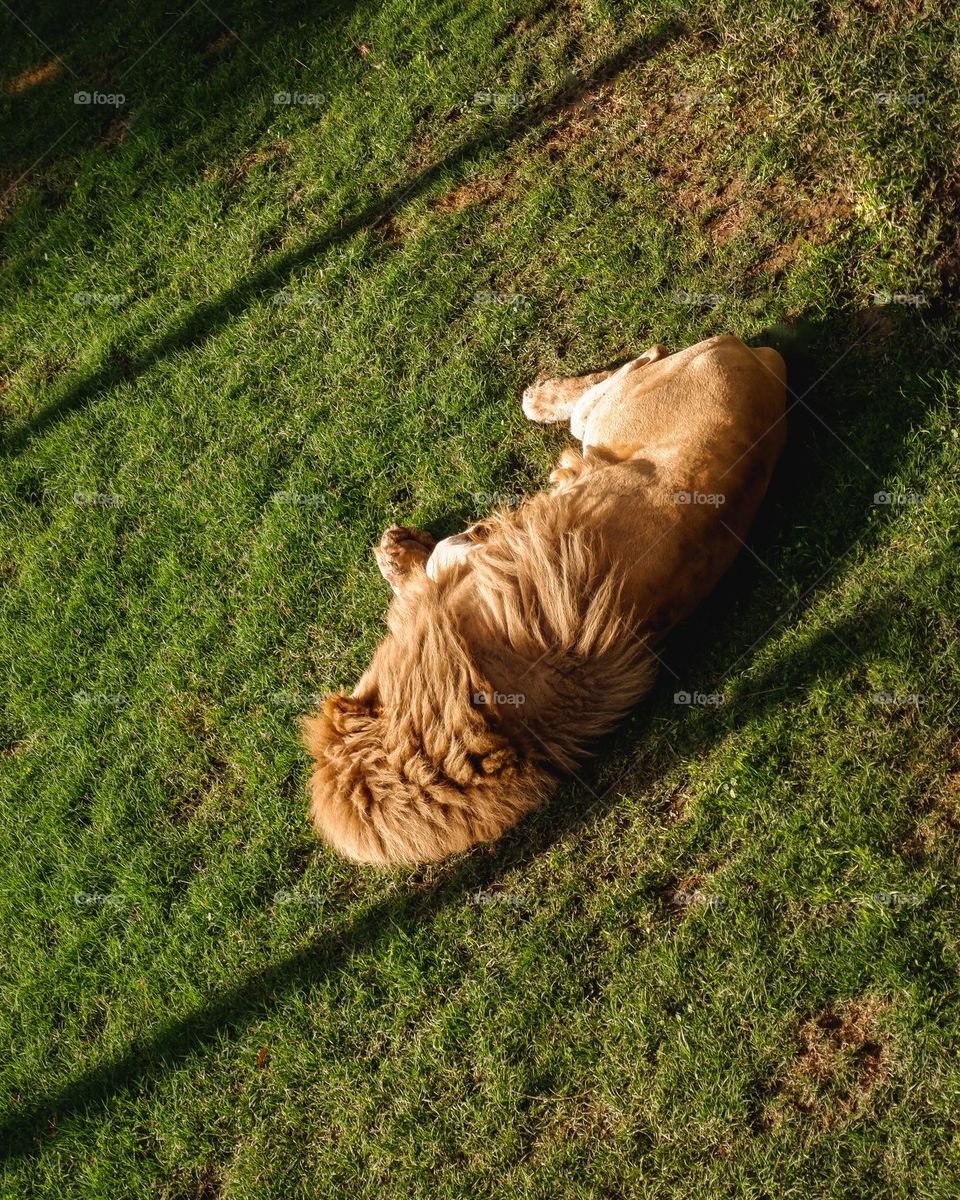 Sleepy lion