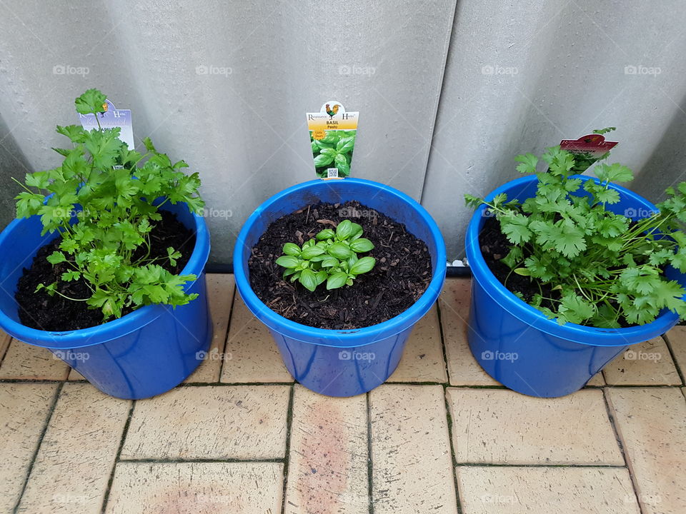 potted herbs
