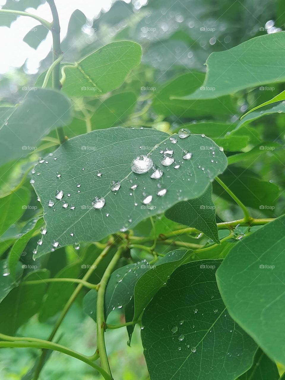 leaf of trees water droplets
