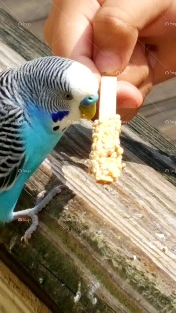 bird
