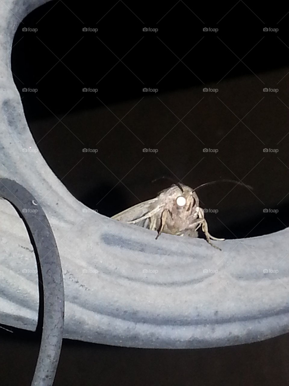 Moth at night