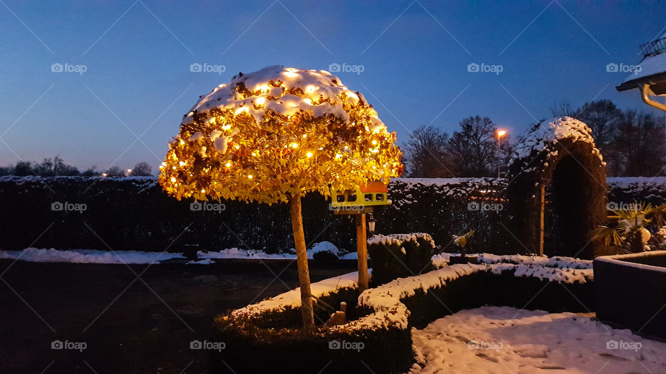 tree with snow and lights by night