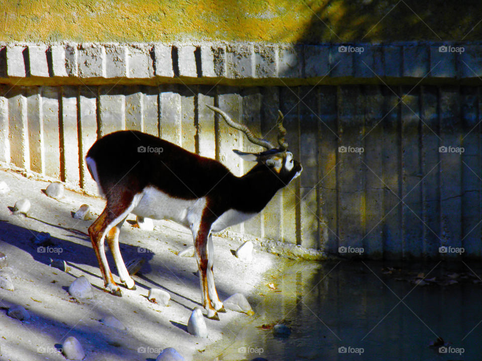 Dark brown and white fur deer near a pond in its habitat of the Zoo of Madrid.