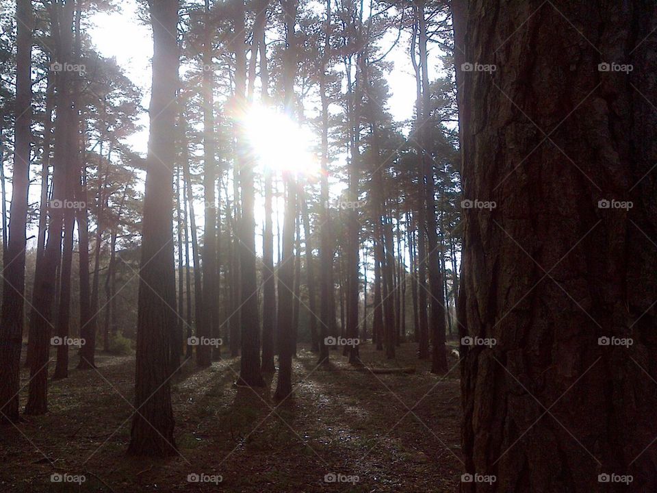 Early spring sunshine in the pine woods.