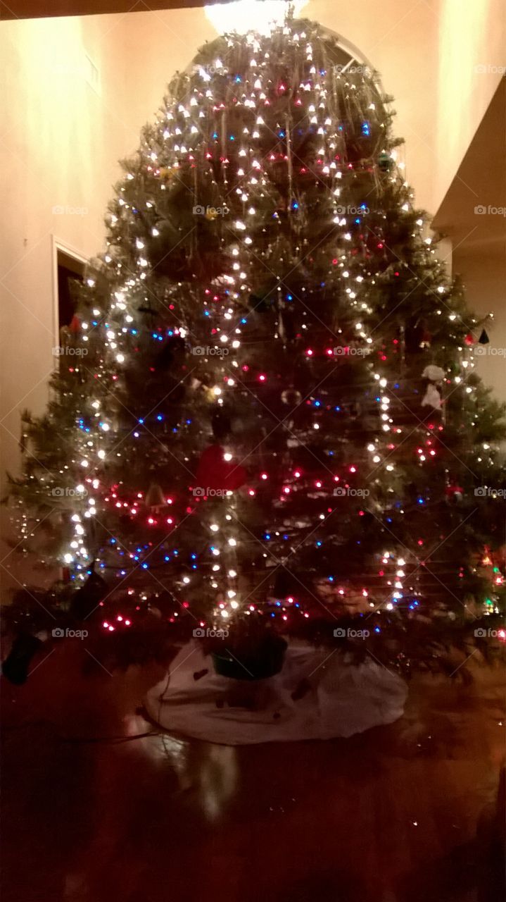 Christmas, Winter, Christmas Tree, Tree, Celebration