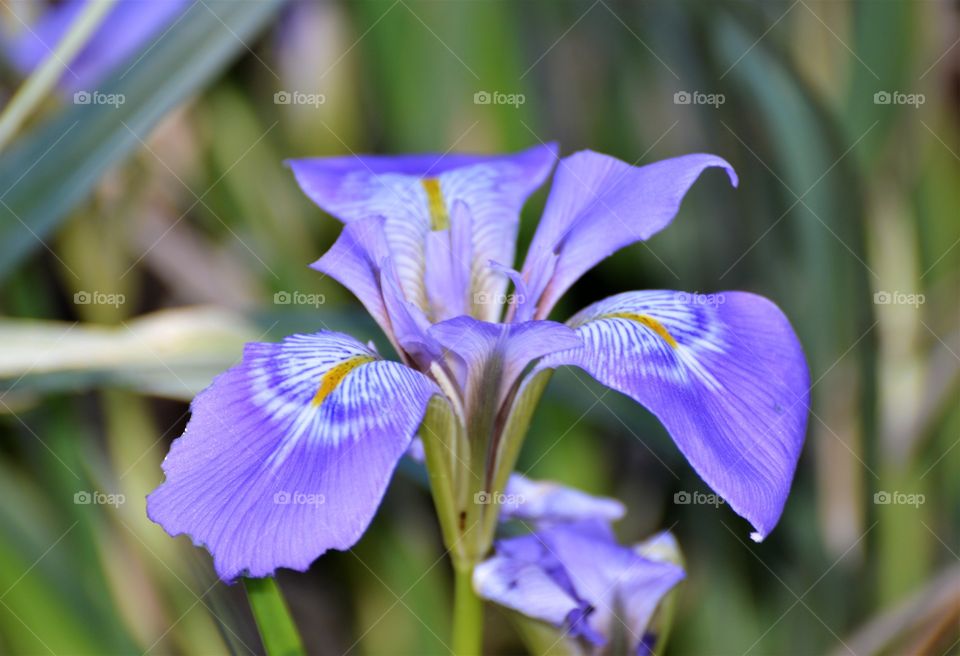 close up of a purple and yellow flower growing in a community garden