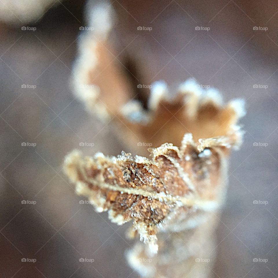 Frozen dead crap. Frozen leaves in late fall 