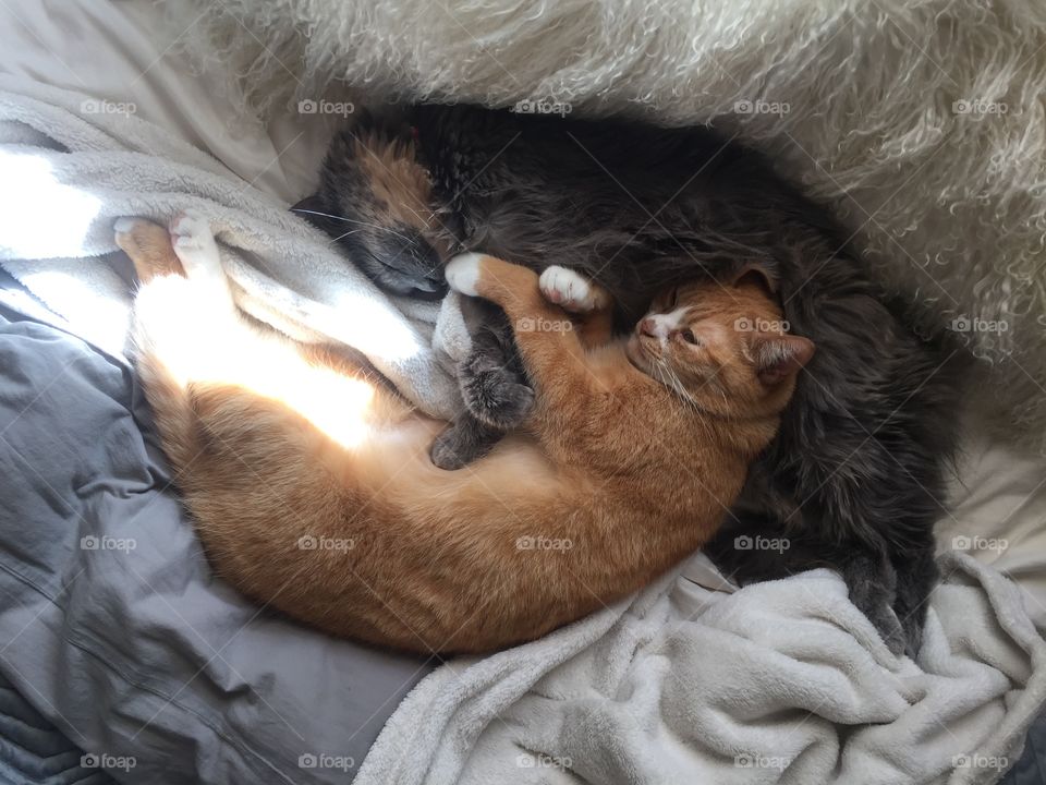 Sleep, Cat, Portrait, Mammal, Pet