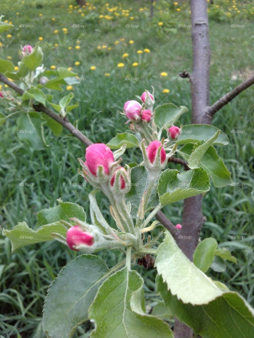 Apple tree blossom. the little pink ones