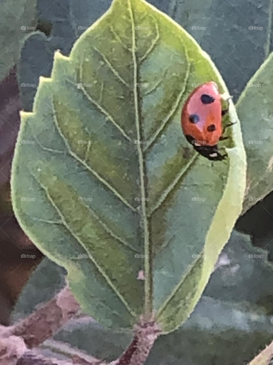 Beautiful ladybug on a green leaf of a tree.