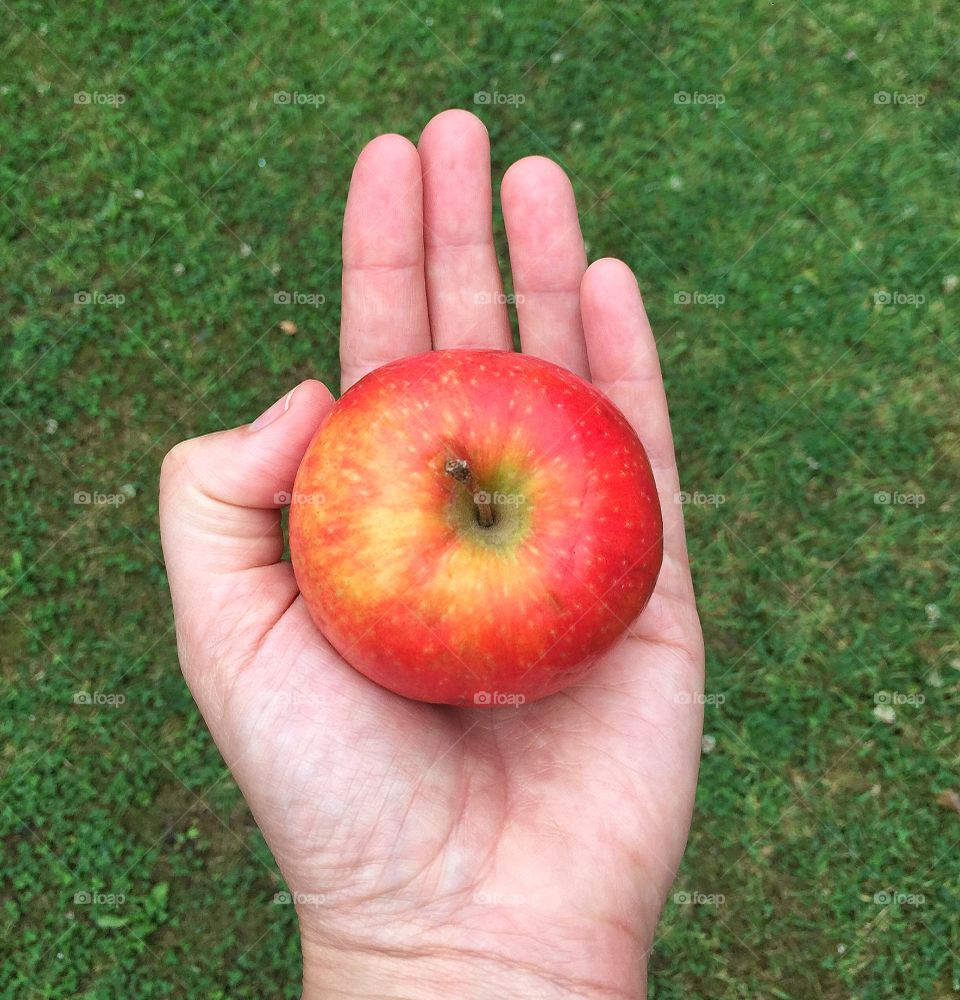 Human hand holding apple