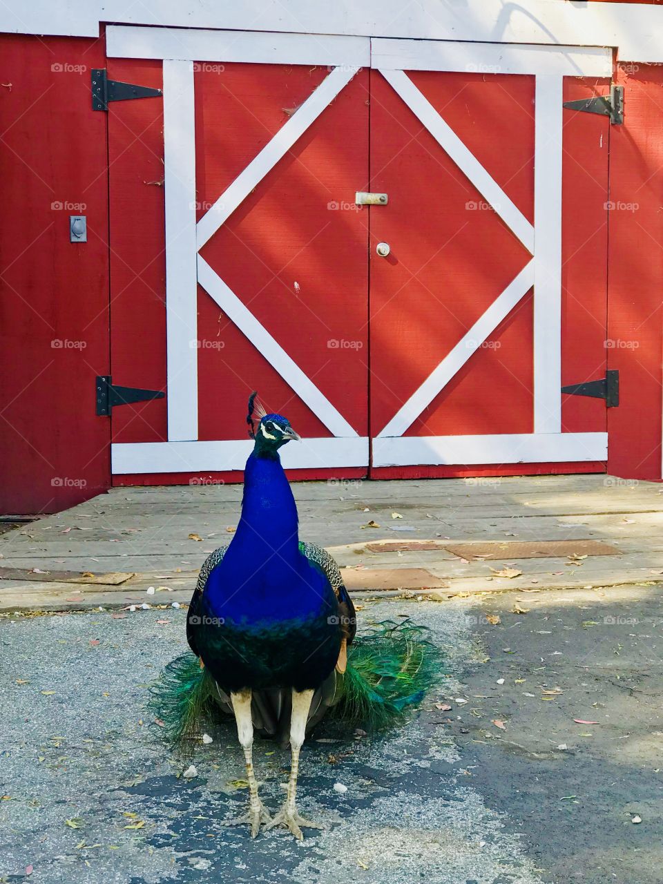 Beautifully colored and the red barn.