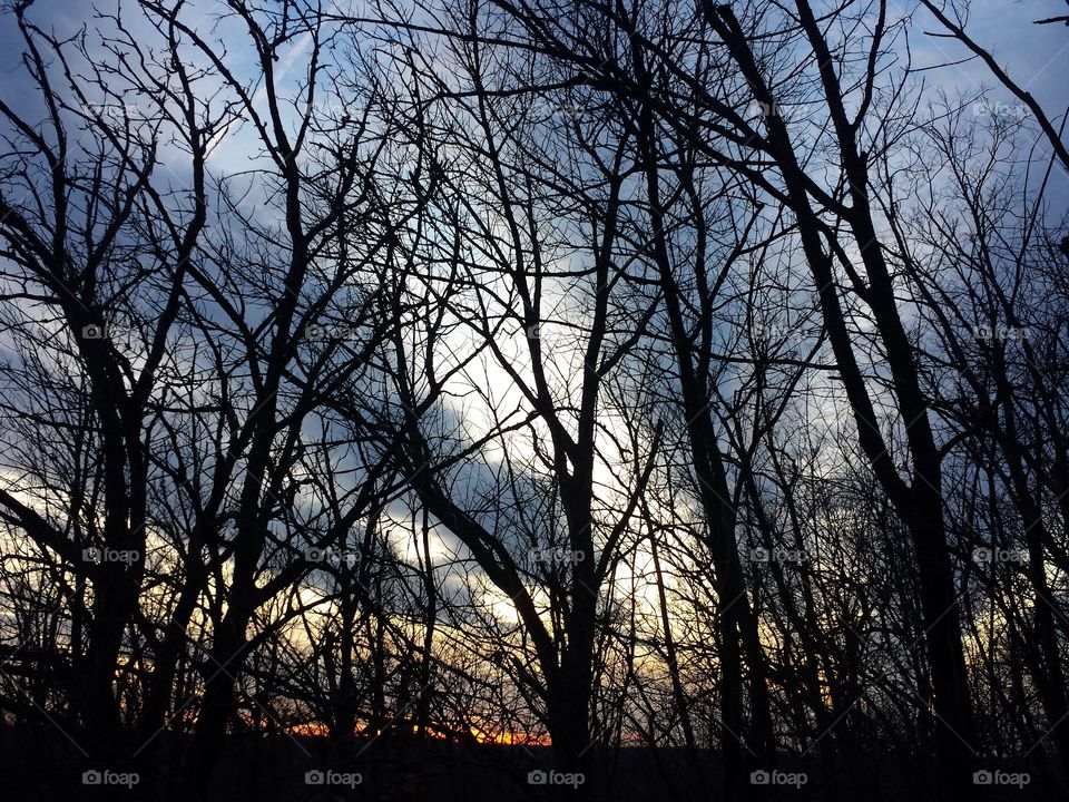 Bare trees against dramatic sky in the forest