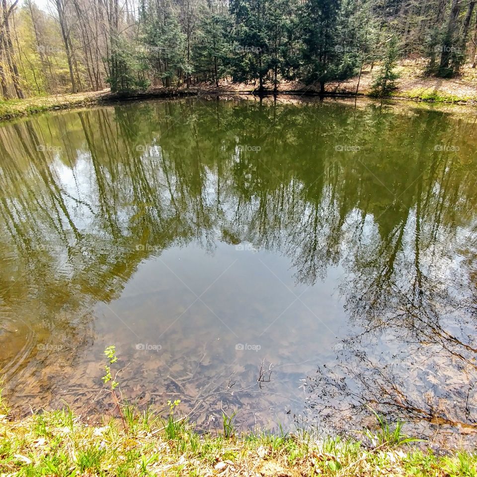 Reflections of a pond
