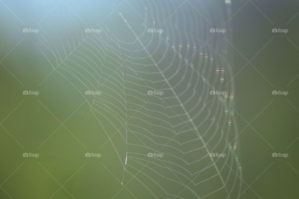 Spiderweb