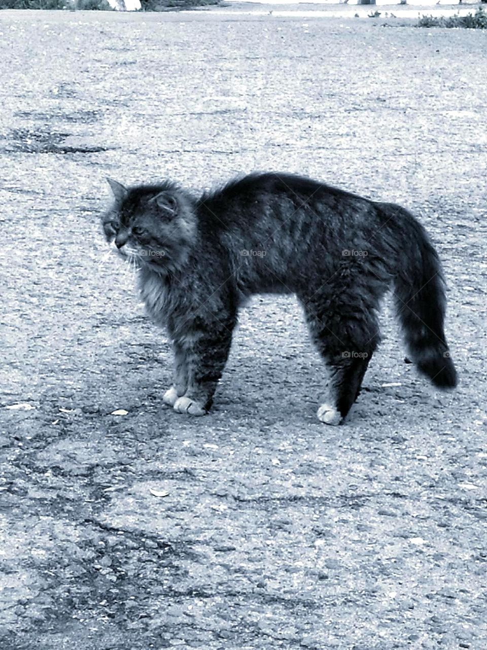 Fear. Black and white photo. On the pavement is a cat that got scared. Cat pose: arched back, bristling fur, open mouth and downward tail, speak of fright and fear