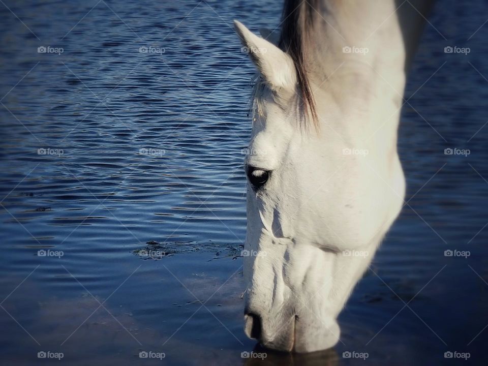 Gray horse drinking water from a pond because liquids are cool & also keep you cool & hydrated 💦😀🐴