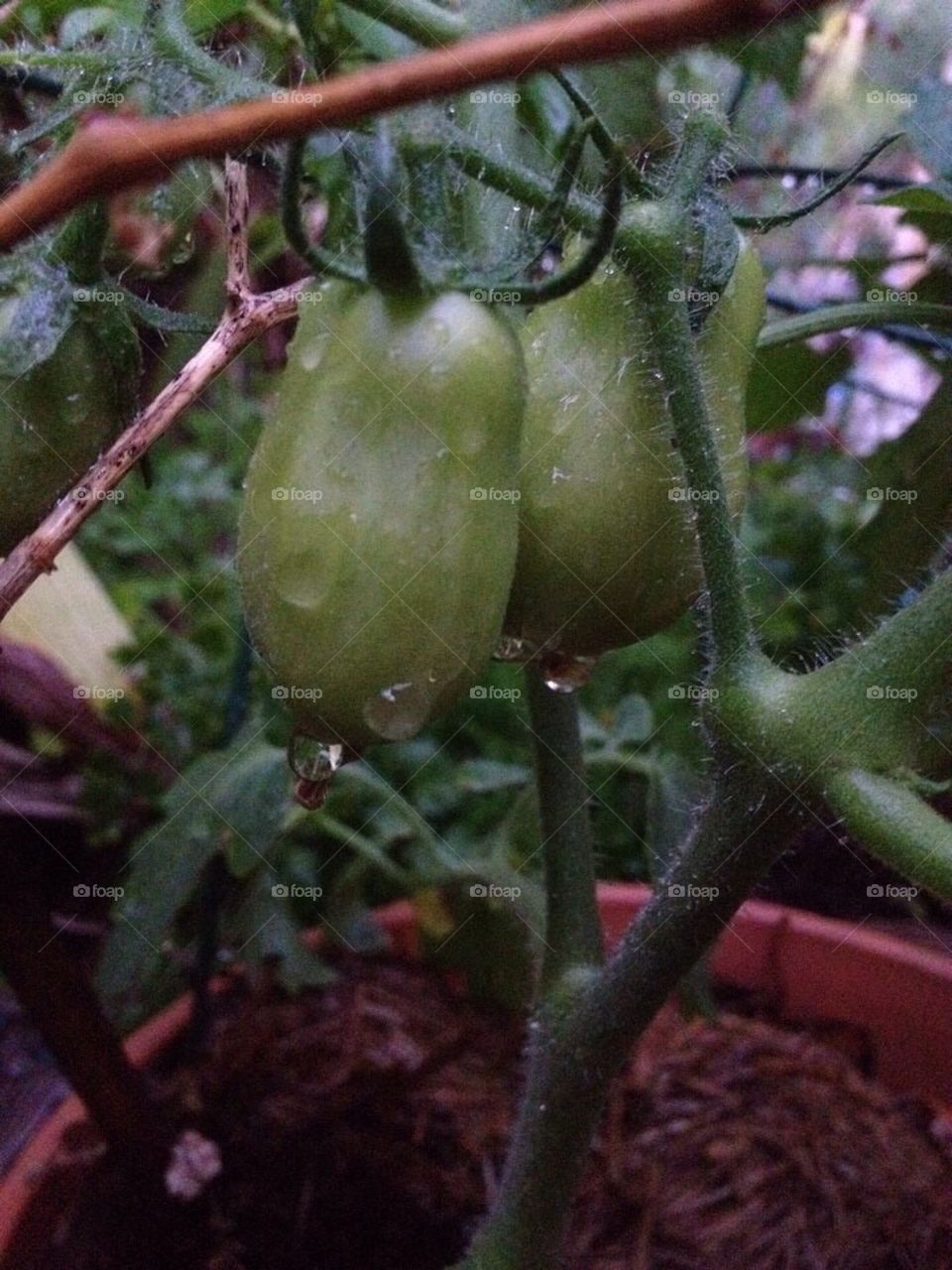 Veggie Garden Growth