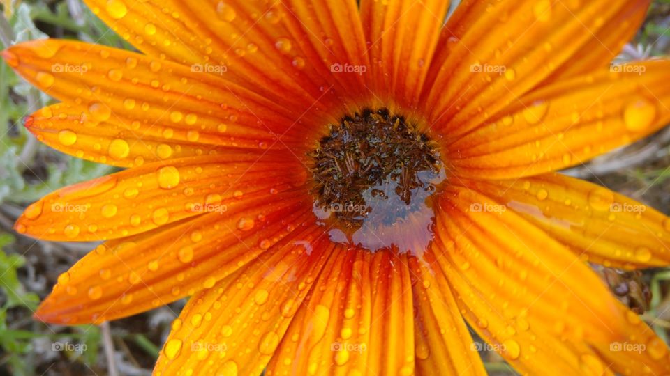 Elevated view of sun flower