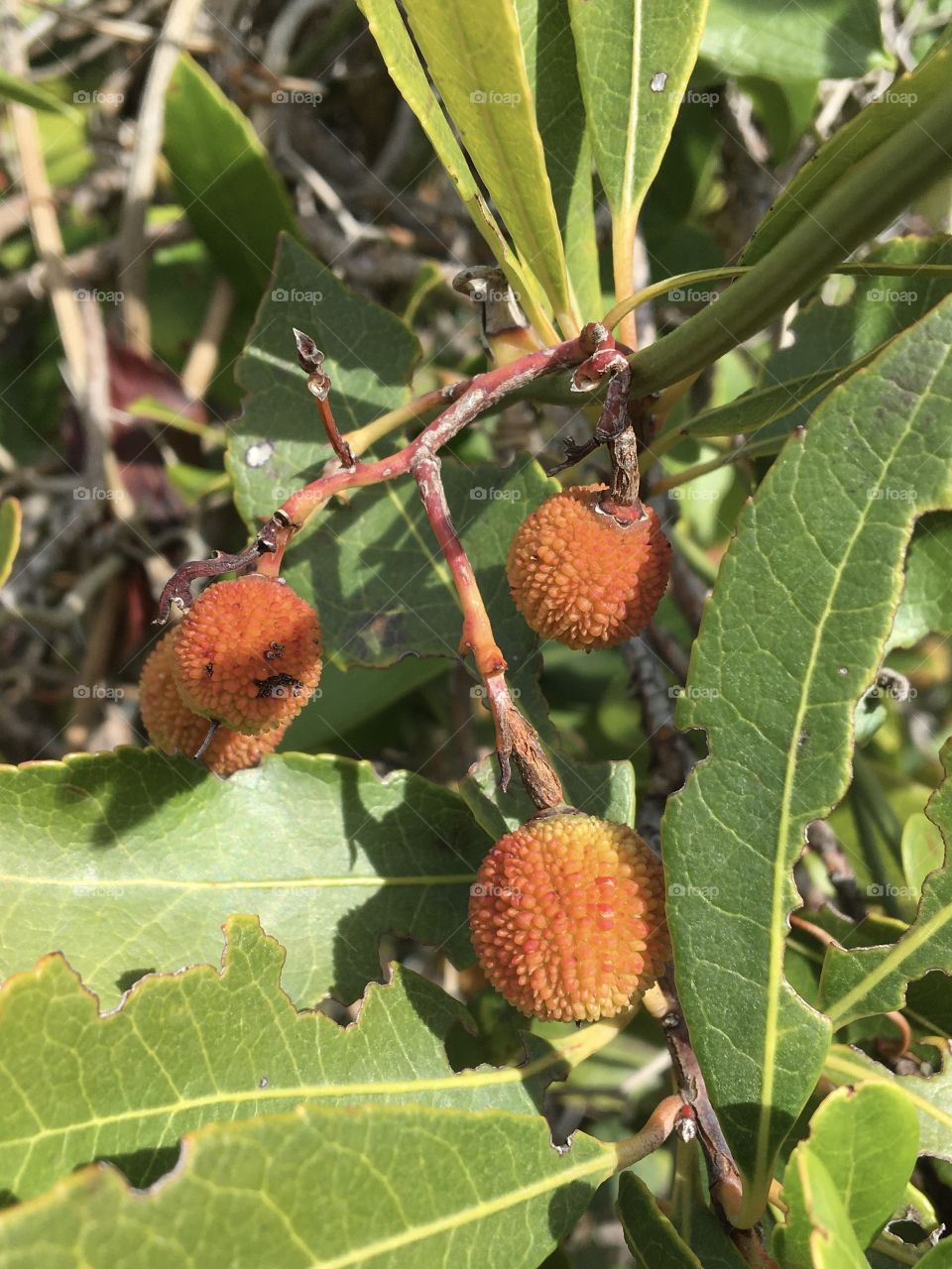 Arbutus fruits