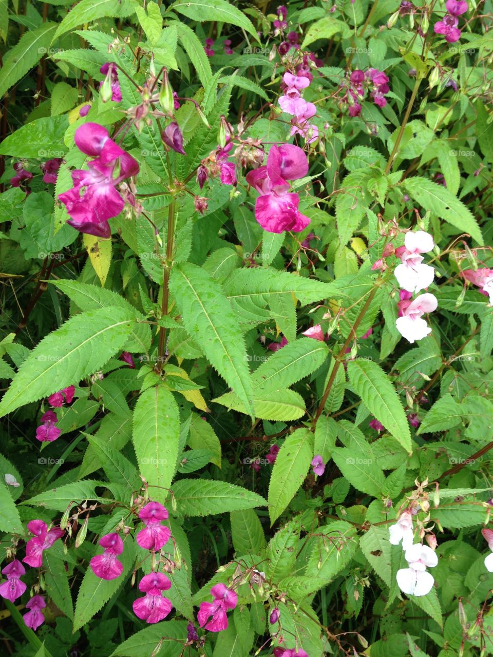 Flowers