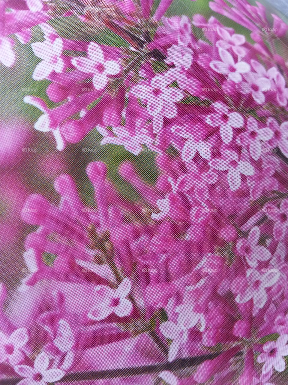 pink lilacs. Beautiful!!