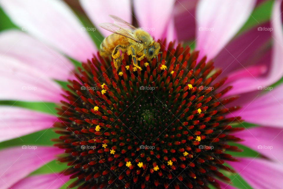 Bee on a flower 