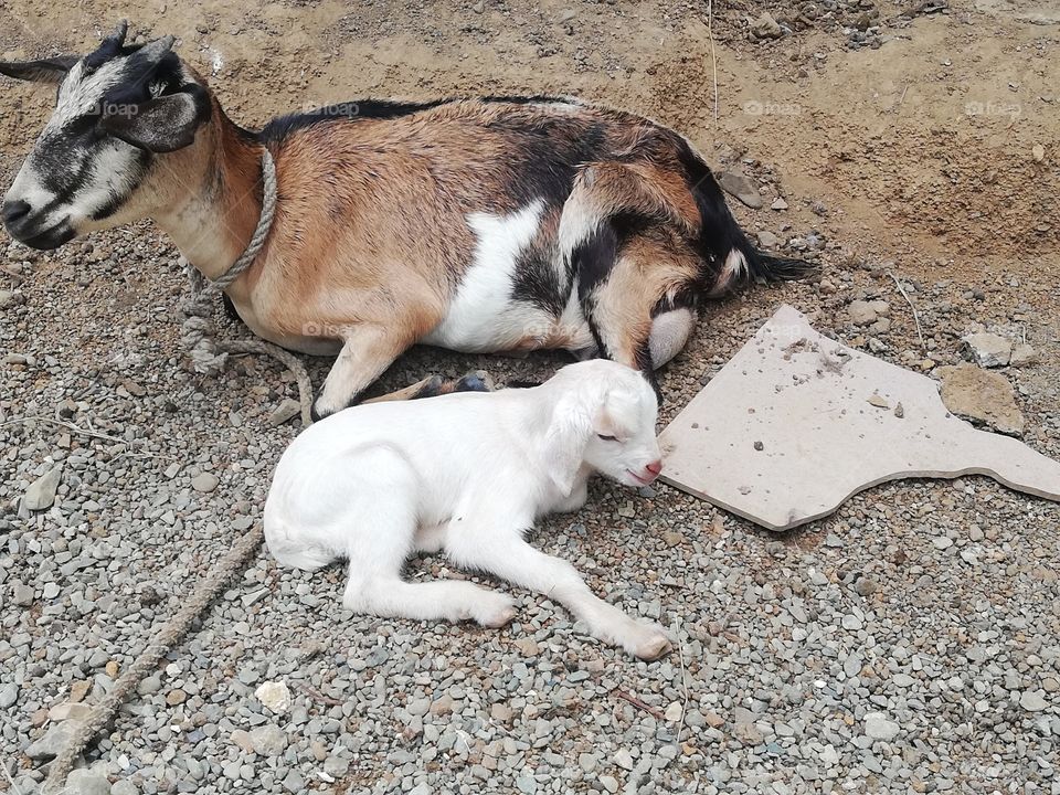 New born goat