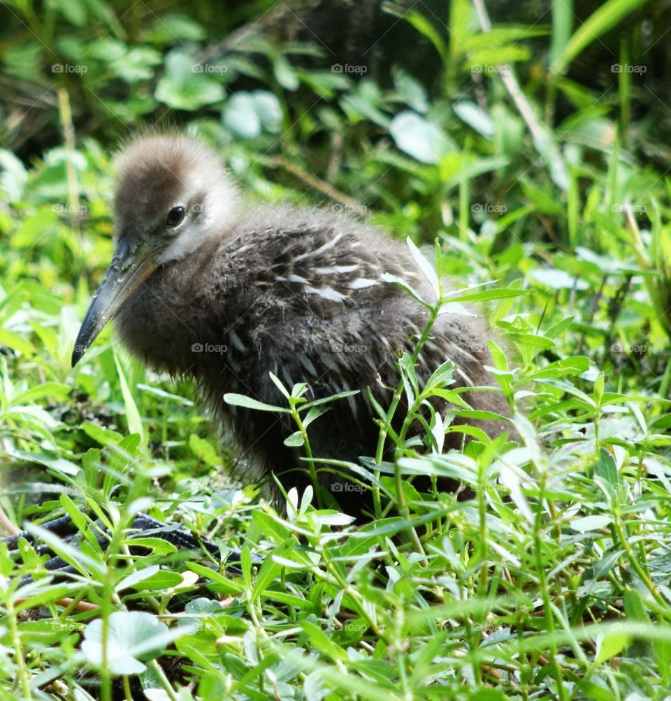 Limpkin chick
