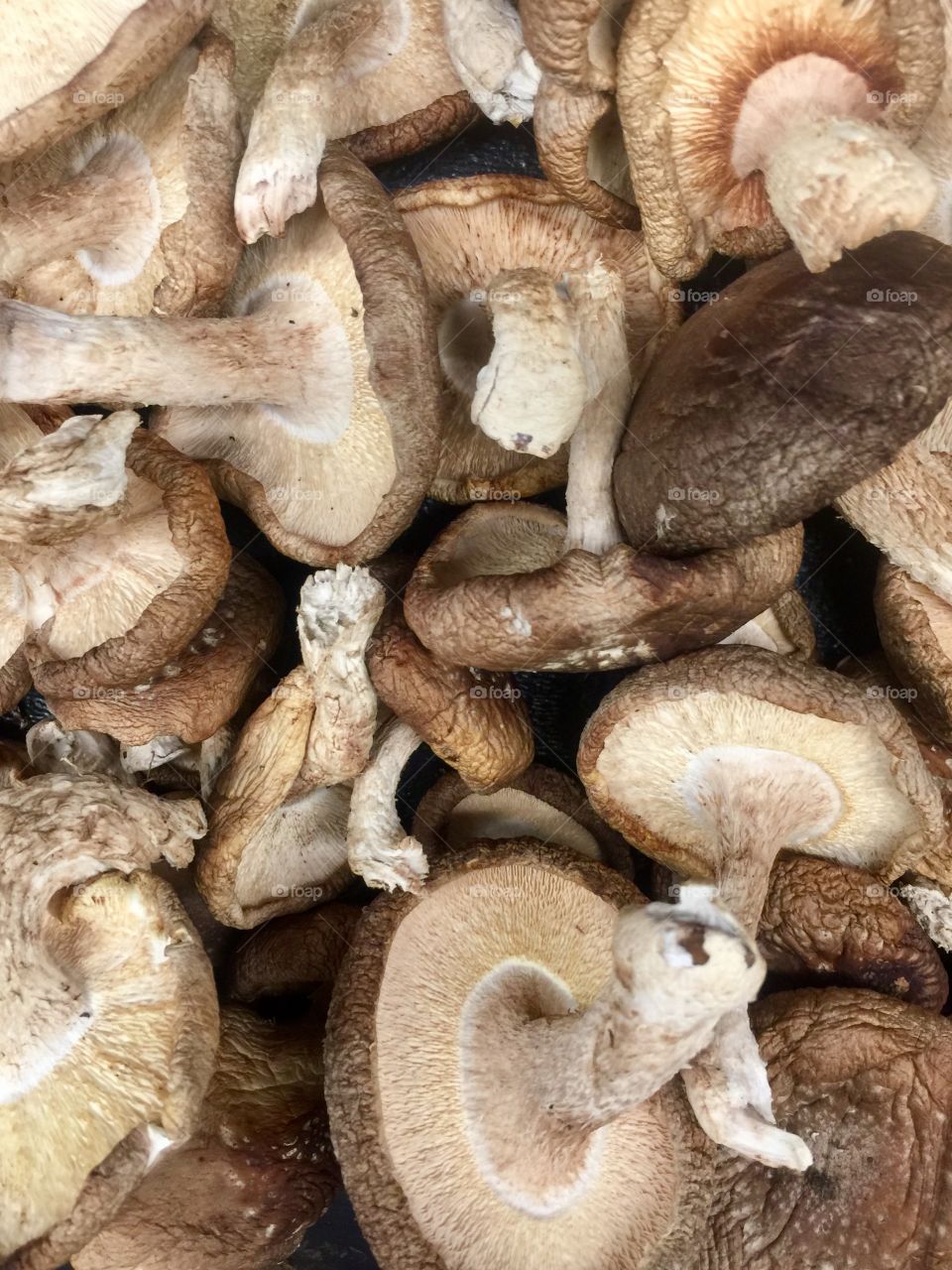 Mushrooms 