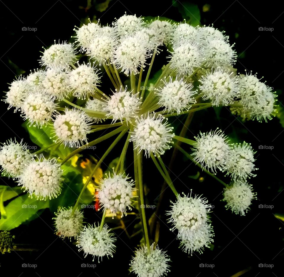 Nature flower of summer