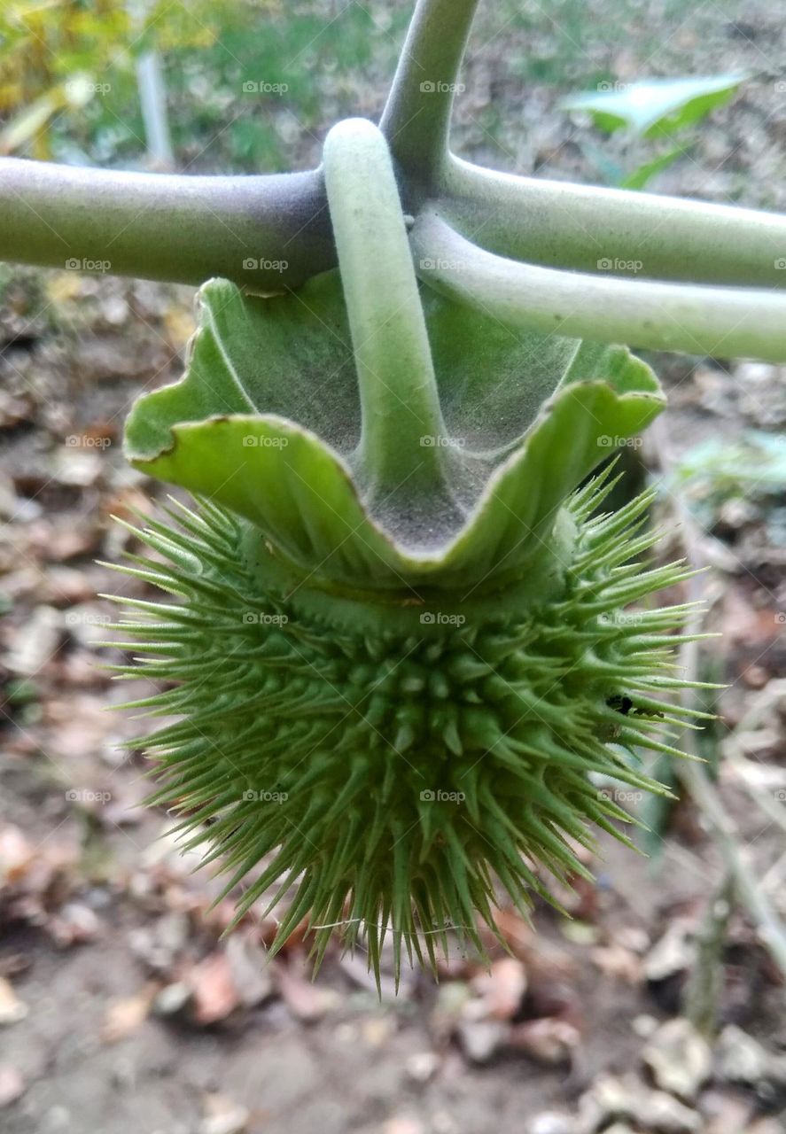 A fruit with green spikes
