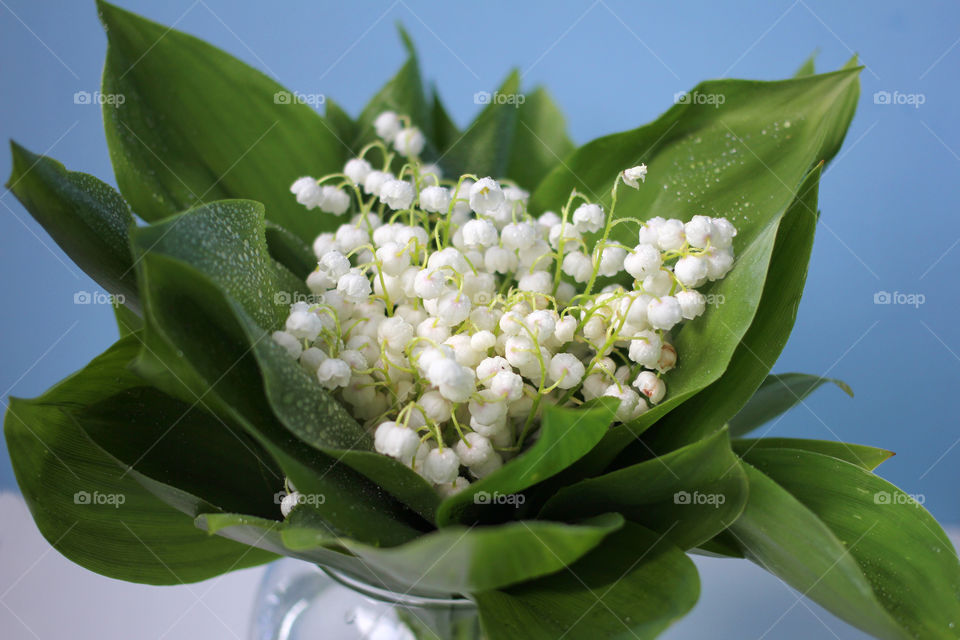 A bouquet of lilies of the valley