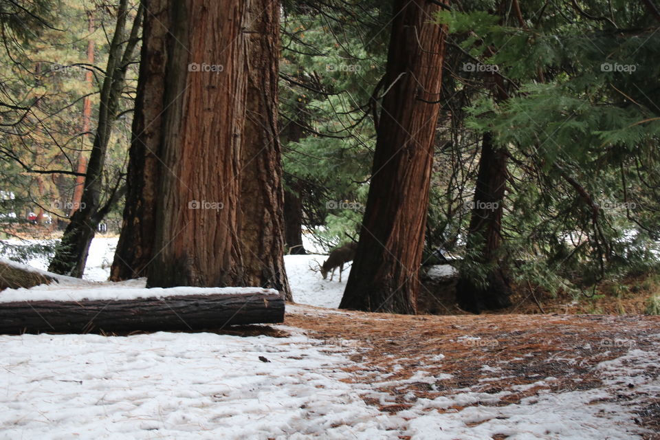 A Buck just off a snowy Yosemite trail