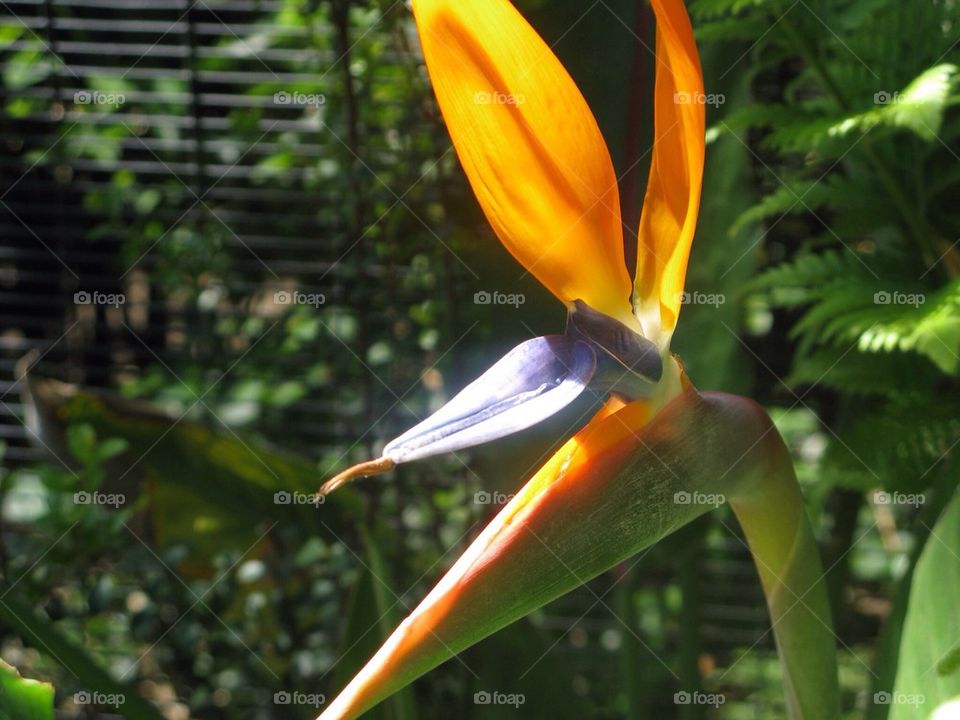 Bird of Paradise
