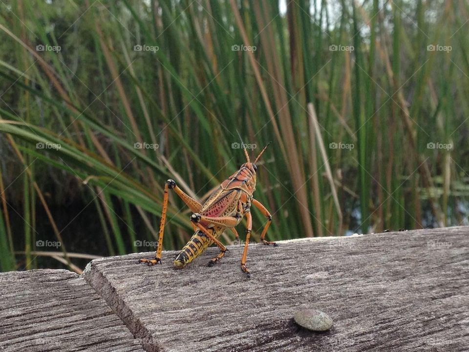 Grasshopper in anhinga trail. Everglades,Florida