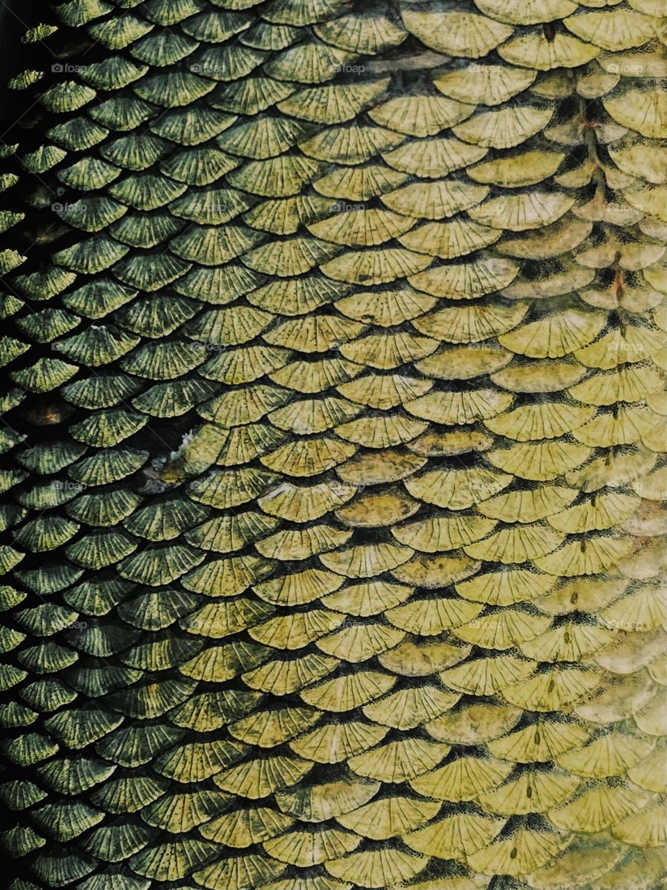 Fish scales